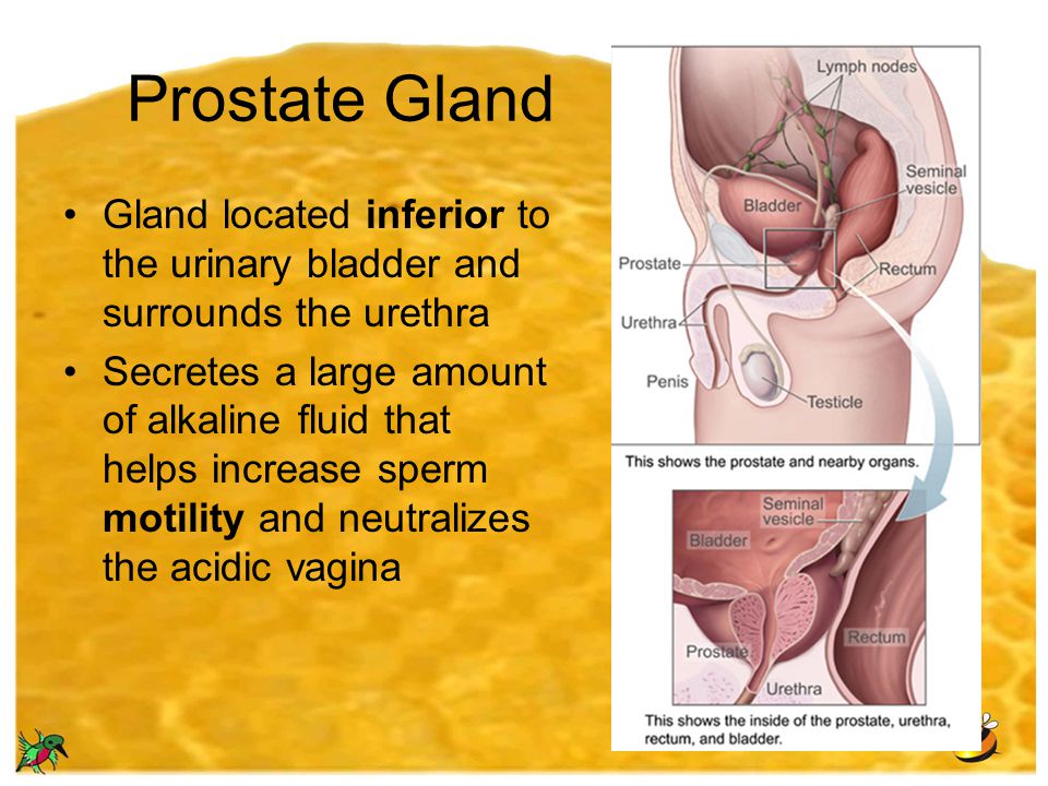 Where is the prostate gland located